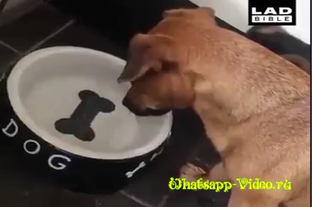 Собака хочет есть, а не пить