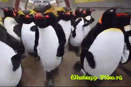 Прикольные пингвины в метро