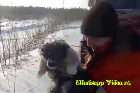 Освобождение замерзающей собаки