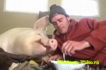 Очень повезло свинье
