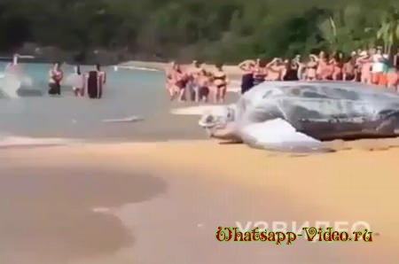 Огромная морская черепаха