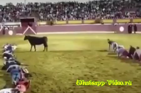 Весёлые старты с быком