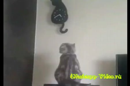 Кот и его любимые часы