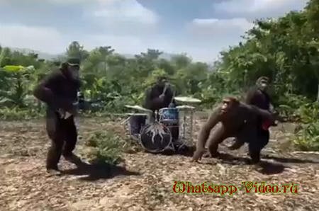 Танцующие приматы