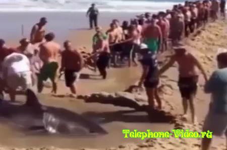 Люди спасли акулу