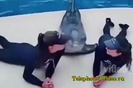 Любвеобильный дельфин