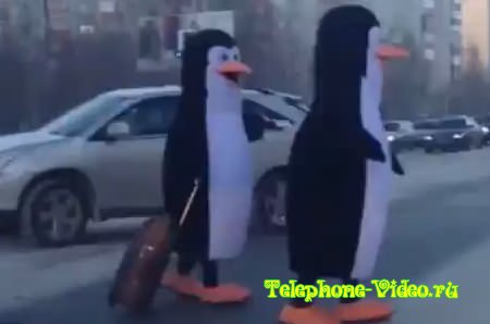 Помогли пингвину подняться