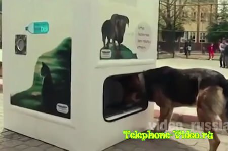 Автомат для кормёжки собак