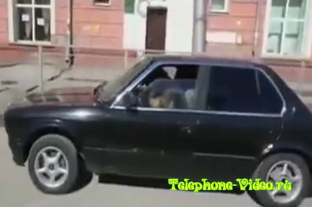Собака за рулём автомобиля