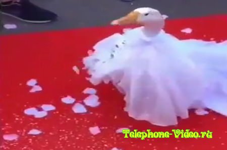 Свадьба гусей