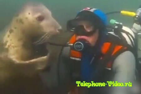Подводный гость