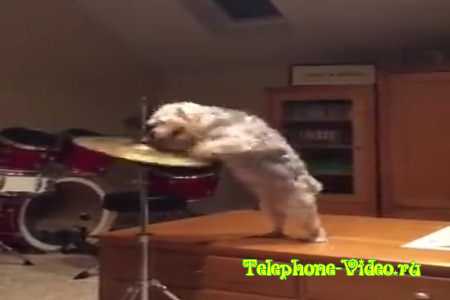 Собака - барабанщик