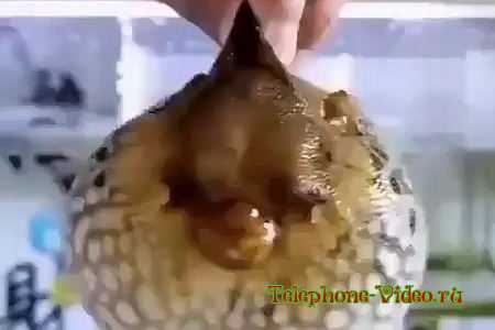 Необычная рыба