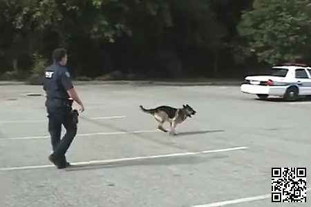 Умный, полицейский пёс