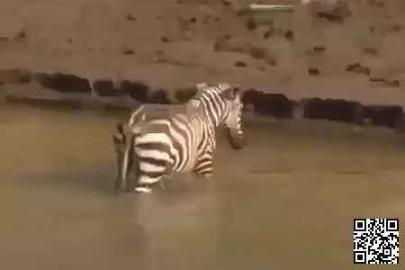 Везучая зебра