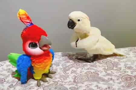 Знакомство двух попугаев