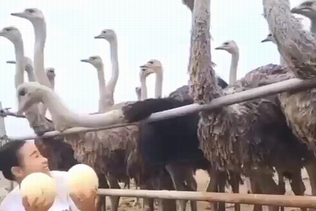 Сбор страусиных яиц