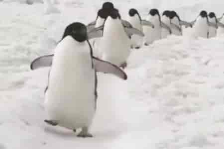Дружные пингвины