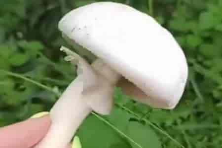 Как различать грибы
