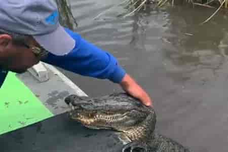 Как приручить крокодила