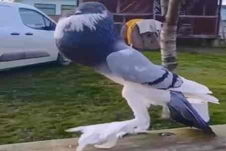 Заморский голубь