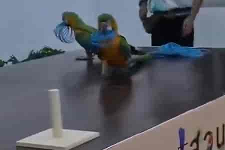 Соревнование попугаев