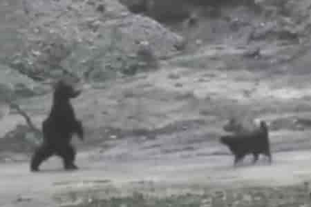 Лунная походка