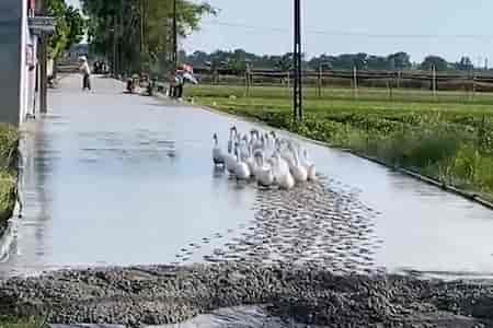 Стадо топотунов