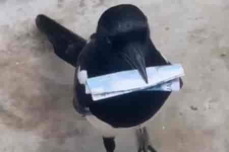 Умная сорока