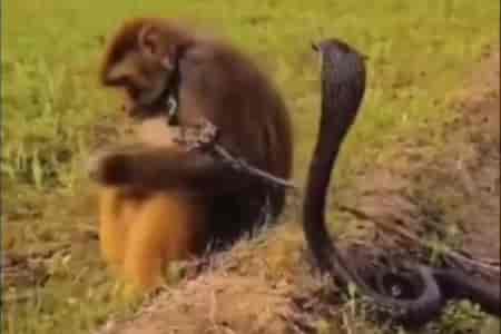 Ко всему привык