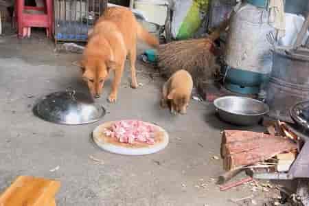 Накормила щенка