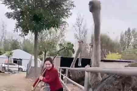 Сбор страусиных яиц 2