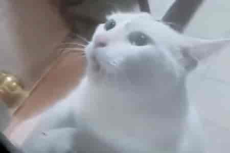 Позвали кота поймать мышь