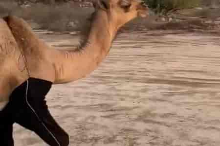 Модный верблюд