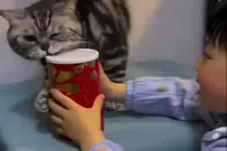 Кот - помощник