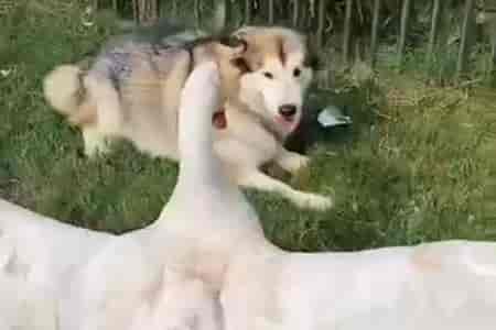 Два товарища