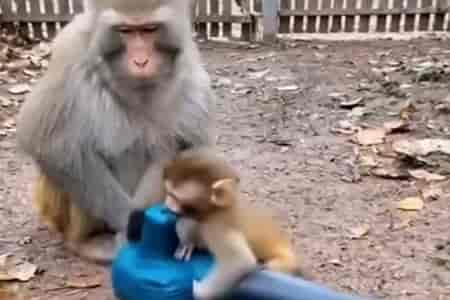 Маленький шкода