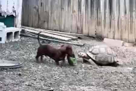 Отдай мою еду