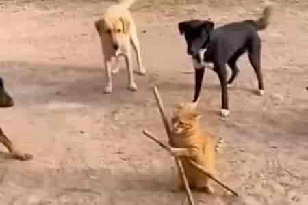 Кунг-фу кот