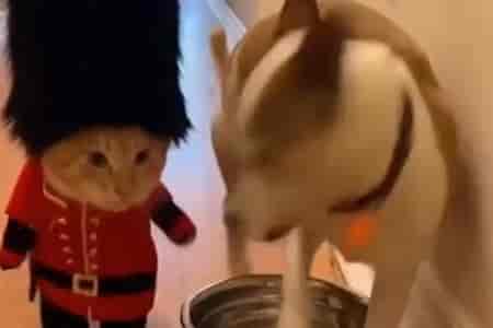 Костюм для трапезы