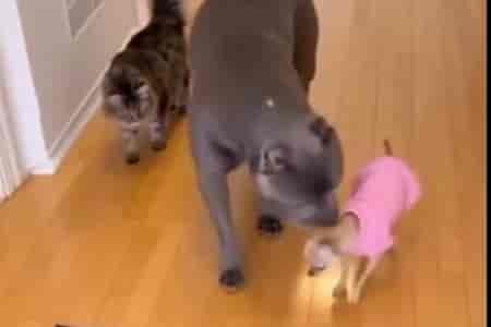 Опытный пёс