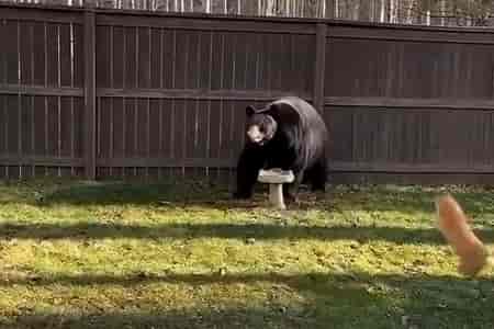 Нежданный гость