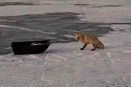 Лиса на рыбалке