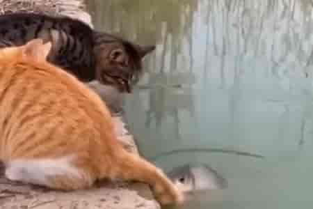 Рыбалка на хвост