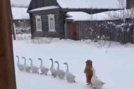 Вышли на прогулку