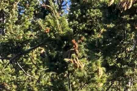 Белка собирает орешки