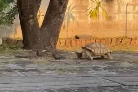 Весёлый забег