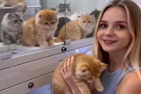 Автомат - достань кота