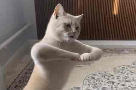 Кружок танцев