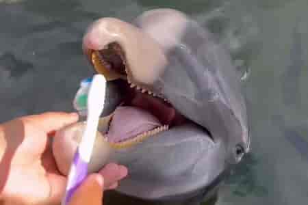 Зубы нужно чистить всем